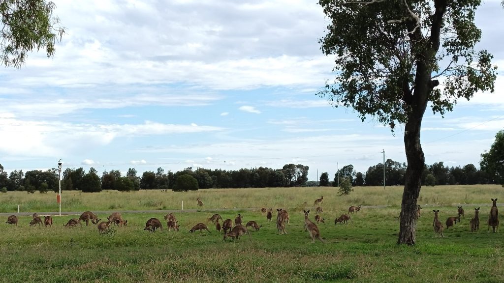 Geotechnical and Topographic study in Queensland supervised by local kangaroos. 